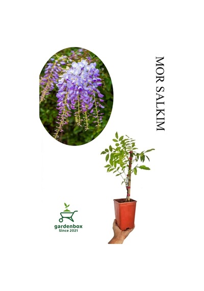 Sarmaşık Kokulu Mor Salkım Ağacı Fidanı 1 Adet Saksılı/tüplü 30-50cm