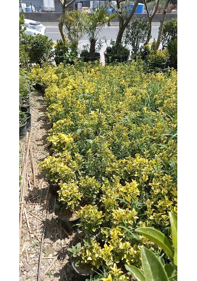 Altuni Taflan Fidanı 25-40 Cm 10 Adet