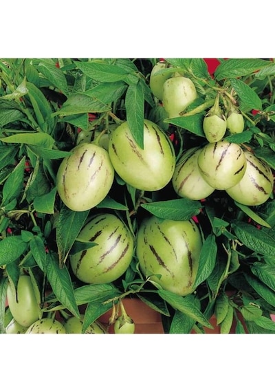 2 Adet Gül Fidanı 1 Adet Pepino Fidanı