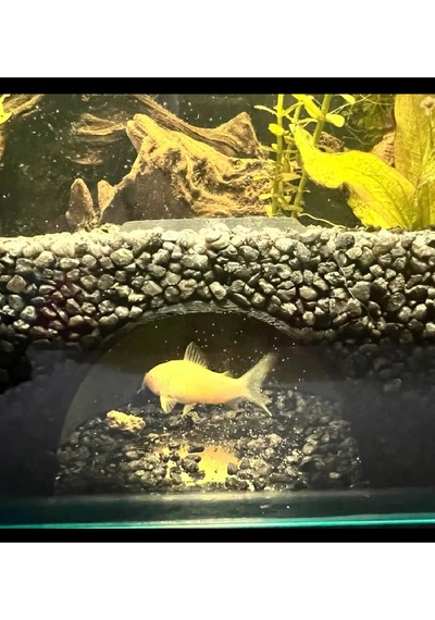 Akvaryum Balık Mağarası Balık Saklanma Alanı Akvaryum Süsü 1 Adet 7x5