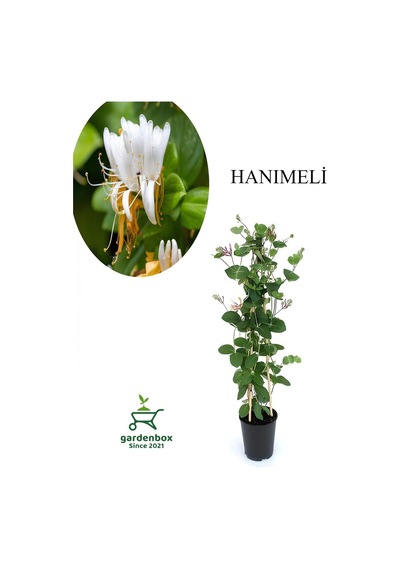 Kokulu Hanımeli Çiçeği 1 Adet Saksılı/tüplü 40-70cm Sarmaşık Bitki