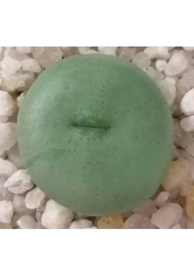 10 Adet Conophytum Ornatum Succulent Tohumu