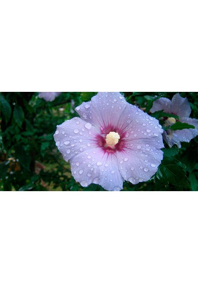 Mor Hint Gülü Hibiskus 60 - 90 Cm - Tüplü