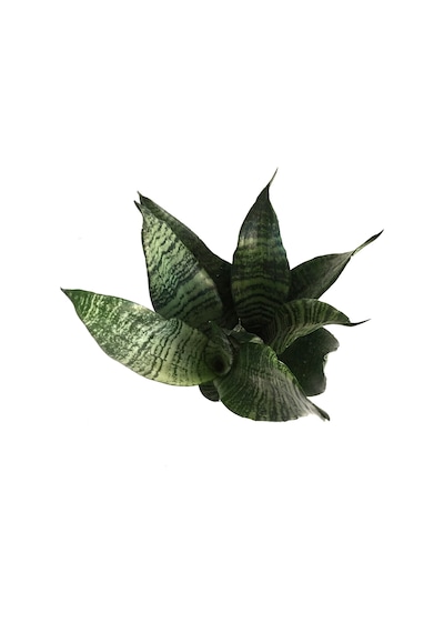 Sansevieria Zeylanica (Paşa Kılıcı) Ø8,5 CM H20-25 CM Sansevieria Zeylanica (Paşa Kılıcı) Ø8,5 CM H20-25 CM