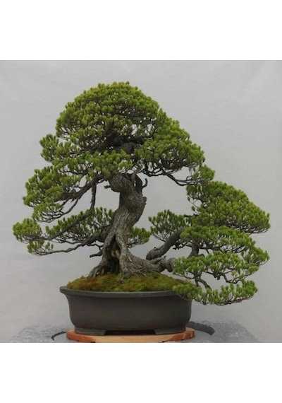 Sarıçam Bonzai Ağacı Tohumu 5 Tohum + Bonsai Tohumu