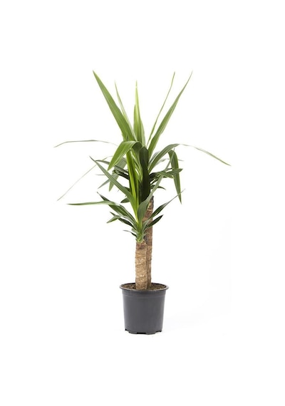 Yuka Avize Çiçeği Bitkisi 2 Gövdeli Çap 21 Cm Boy 60 80 Cm