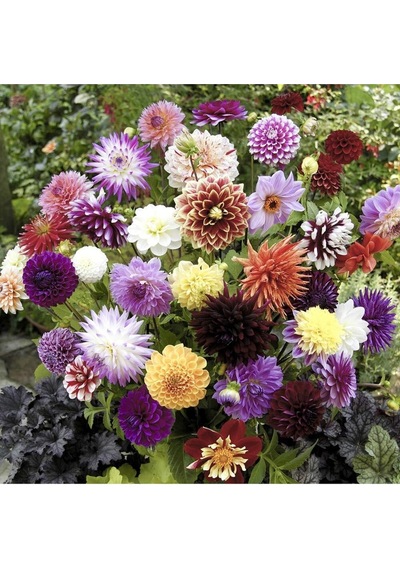 Dahlia Tohumu Dekoratif Dev Çiçekli Yıldız Çiçeği Variabilis Giants Mix