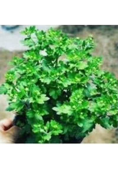 Saksıda Kasımpatı Çiçeği Chrysanthemum Beyaz 10-20 Cm