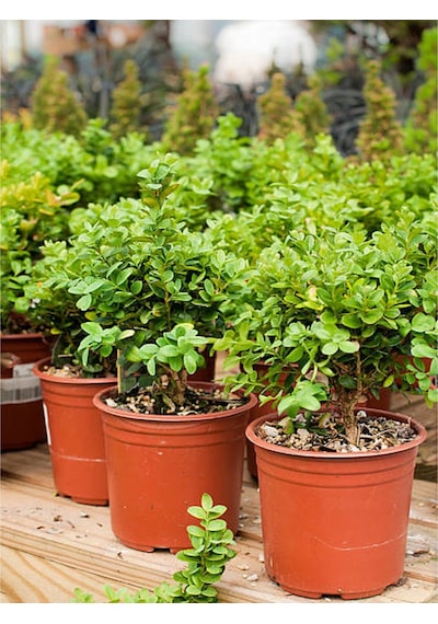 Videolu Bahçe Dekorasyonun Vazgeçilmezi Şimşir Fidanı 30 45cm 1 Adet Saksılı Buxus