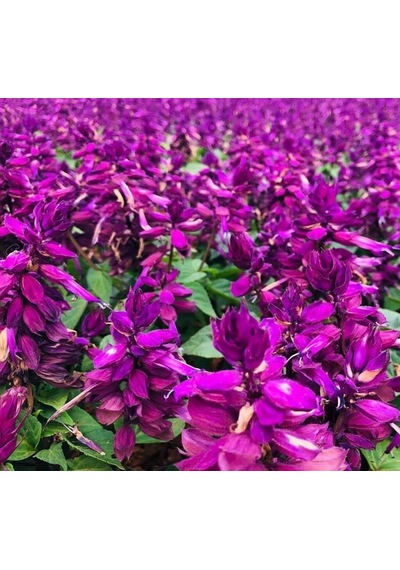 Mor Ateş Çiçeği - Salvia F1 Tohumu 30 Tohum