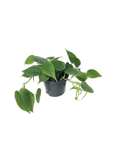 Philodendron Cordatum Ø12 CM Y20-25 CM