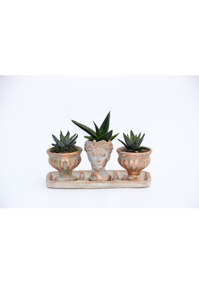 Trio Helen Orange Sukulent Seti - Haworthia Pumila. Aloe Ferox