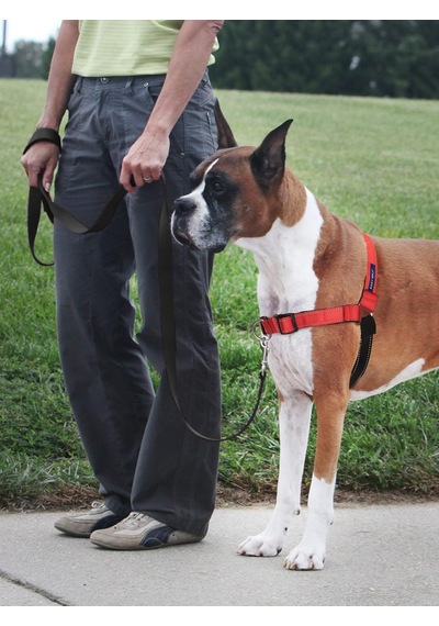 Deluxe Easy Walk Köpek Koşum Takımı Genel