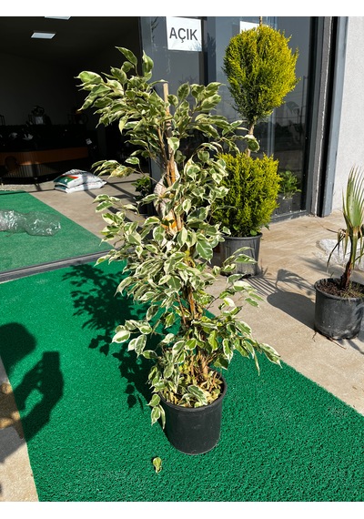 Ficus Benjamin Bitkisi Ficusbenjamin