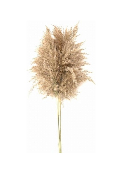 Dekoratif Pampas 7'li Kuru Çiçek Nocolor-1474d95e