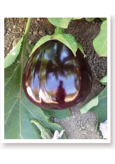 AGRodal Tarım Ata Tohumu Yöresel Doğal Topak Patlıcan Tohumu 1000 Ad Toh