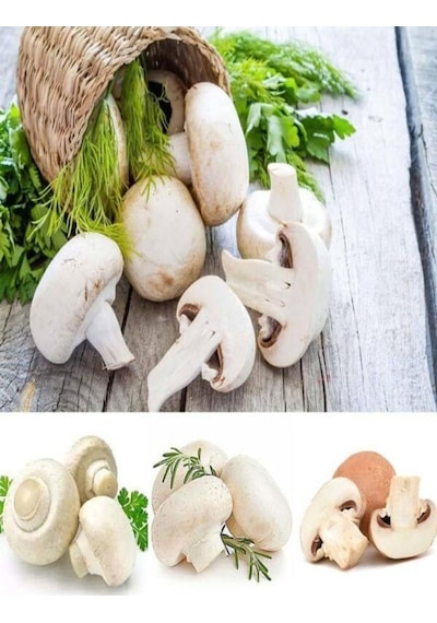 1 Gr Kültür Mantarı Tohumu Miseli