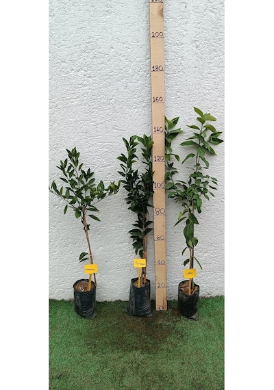 Üçlü Narenciye Turunçgiller Paketi Mandalina-limon-portakal