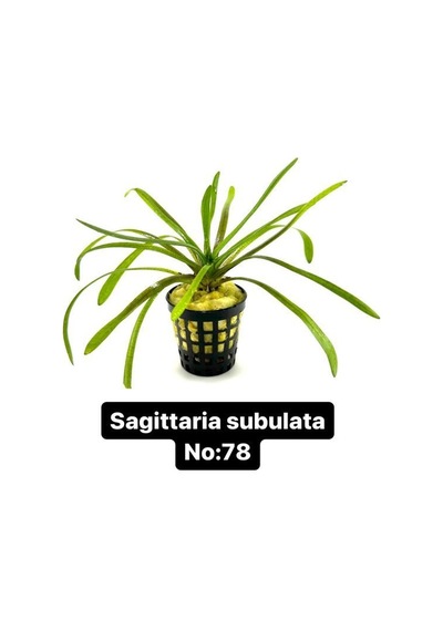 Sagittaria Subulata No:78