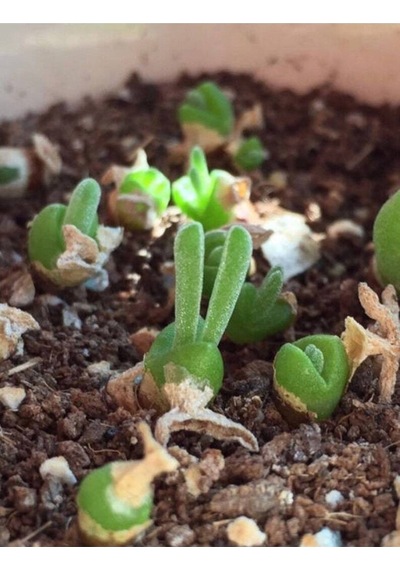 10 Adet Rabbit Ear Shape Rare Succulent Tohumu