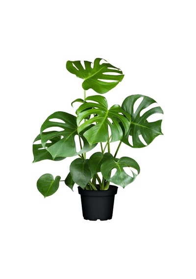 Videolu 1 Adet Deve Tabanı Çiçeği Bitkisi 40-50 Cm Saksılı Iç Mekan Bitkileri Monstera Deliciosa