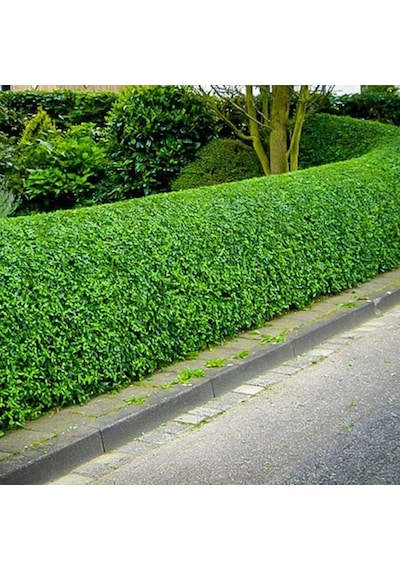 Kurtbağrı Ligustrum Bahçe Çit Set Fidanı 10-20 Cm