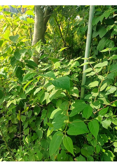 Yeşil Deniz Fidancılık Japon Kuru Üzümü 100-150 Cm