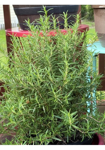 1 Adet Saksılı Biberiye Rosmarinus Officinalis
