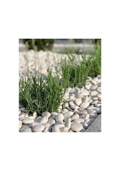 Dolomit Taş Beyaz 25 Kg 6-10 Cm Dere Taşı Çakıl Bahçe Süs Dolamit Dekoratif Loche X