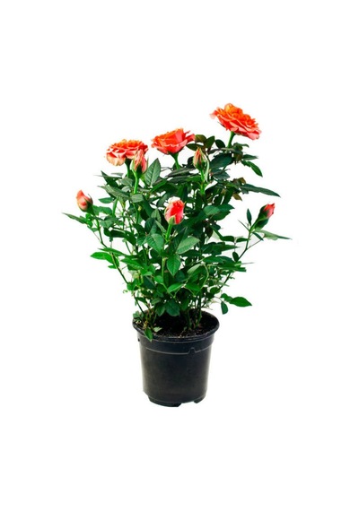 Mumyalı Turuncu Gül Fidanı 40-80 Cm 4 Mevsim Dikilir Mummy Orange Rose Sapling
