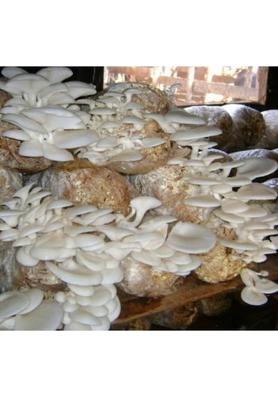 Istiridye Mantar Tohumu 6 Kg
