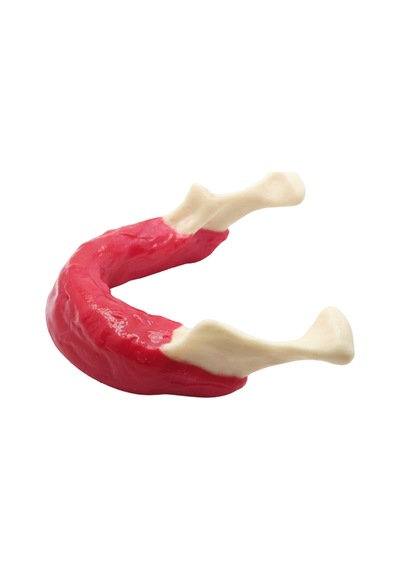 Diş Hekimliği Öğrenci Eğitim Modeli - Alt Çene Mandibula İmplant Çalışma Seti