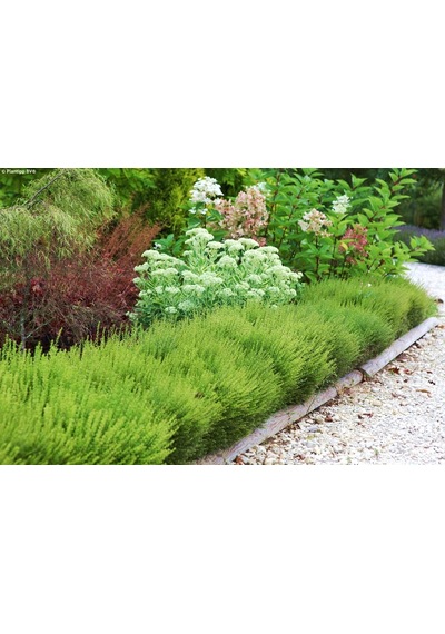 HANIMELİ ÇİT BİTKİSİ 5 ADET 'Lonicera Nitida'