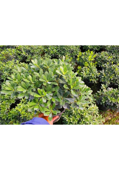 Pitosporum 3 Adet Paket - Yer Örtücü Dış Mekan Bitkisi