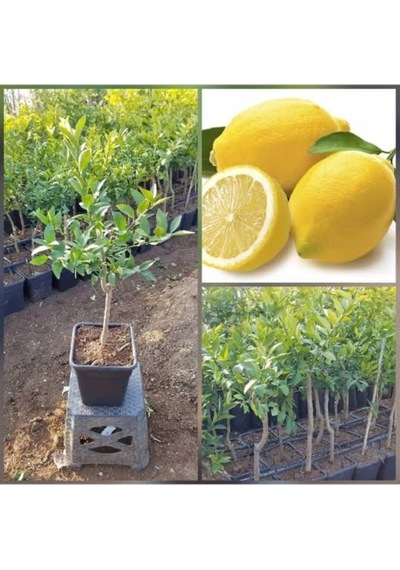 Meyveli Limon Ağacı Fidesi 50 Cm Boy