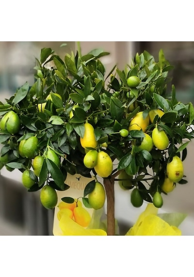 LİME MİSKET LİMON FİDANI - Limequat
