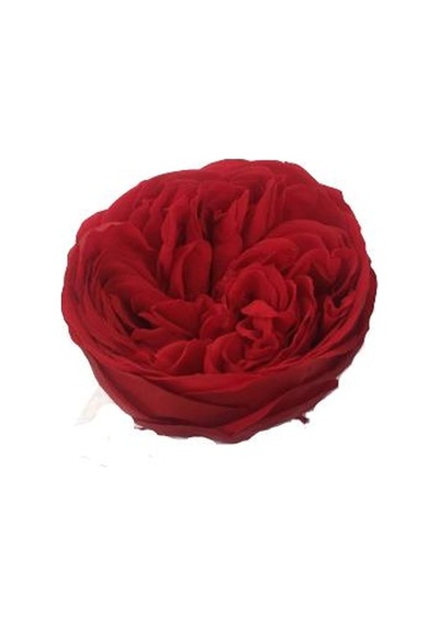 Rose Amor Kabuzika Kırmızı Renk Solmayan Gül Şoklanmış Gül