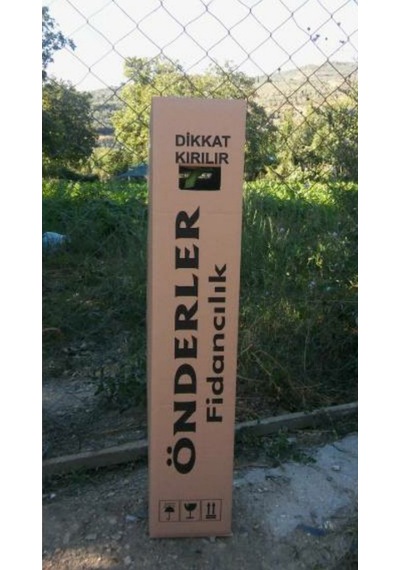 10 Lu Gemlik Zeytin Fidanı
