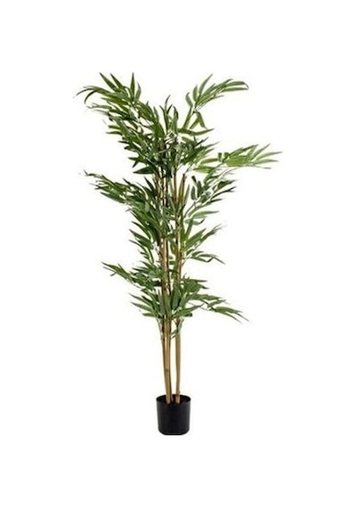 İthal Yeşil Bambu Tohumu Ekim Seti 3 Tohum +Saksı+Toprak+