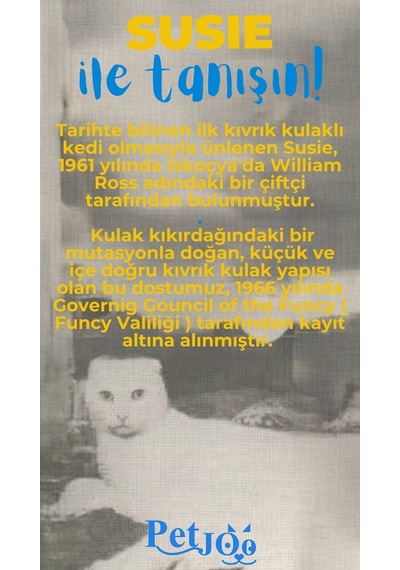 Petjoo 3.Susie Mavi-Sarı Qr'lı Kedi Künyesi