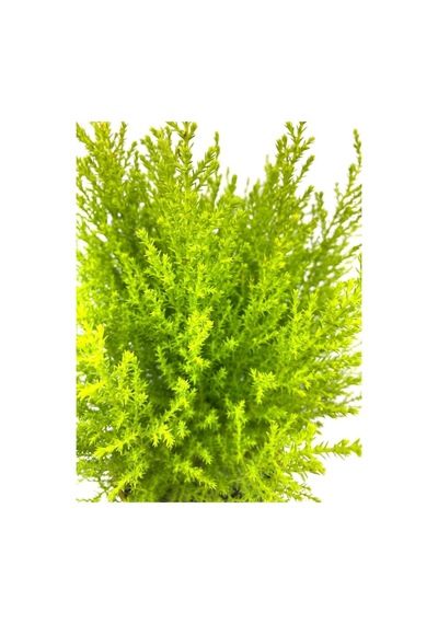 Videolu Salon Çamı Limoni Servi 30-40 Cm Saksılı Tüplü Dış Mekan Ağaçları Lemon-scented Pine