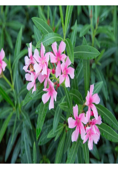 Videolu Pembe Çiçekli Zakkum Fidanı 60-100 Cm 2 Adet Tüplü Dış Mekan Ağaçları Pink Oleander