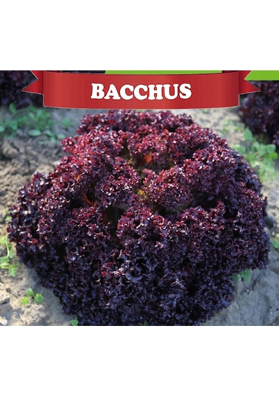 Bacchus Kırmızı Kıvırcık Lolorosso 1 Kutux5000 Adet Kaplı Tohum