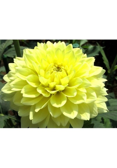 Serada Decor Plant Sarı Dahlıa Yıldız Çiçeği 20 60 Cm
