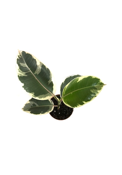Ficus Elastica 'Tineke' Kauçuk Çiçeği Ø12 Cm 30-35 Cm