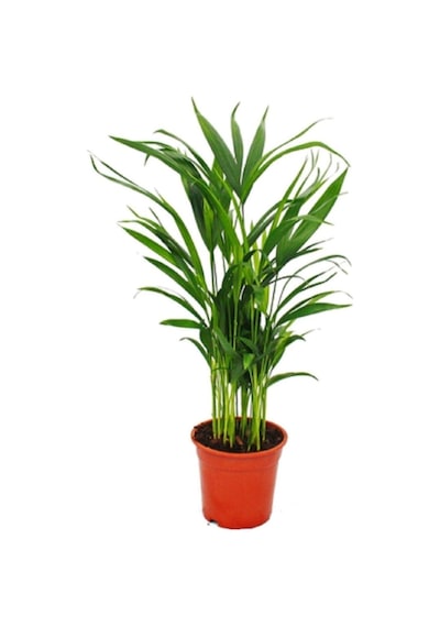 Areca Palmiyesi Salon Palmiyesi Areca Lutescens 50 60 Cm Ev Bitkisi Ofis Bitkisi Salon Bitkisi
