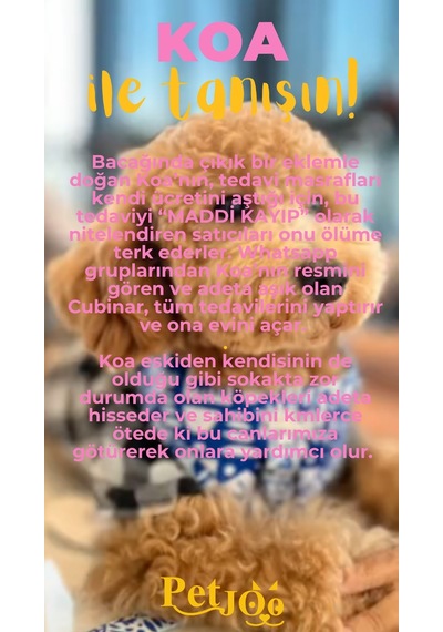 Petjoo 14.Koa Sarı-Pembe Qr'lı Köpek Künyesi