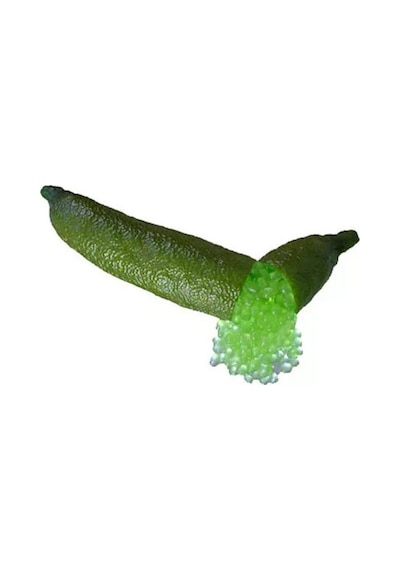 Nadir İthal Parmak Limon Tohumu 3 Adet Tohum