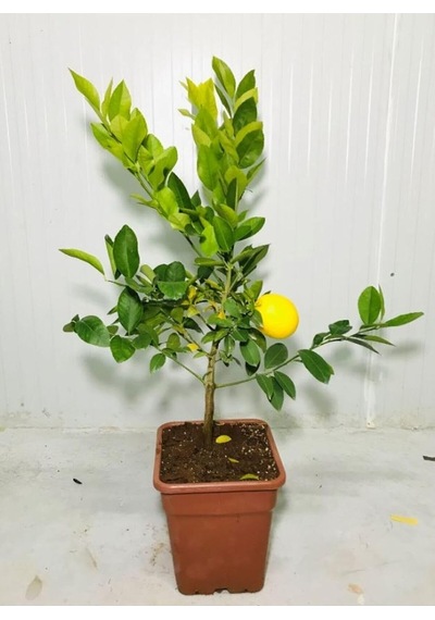 Saksılı Bodur Limon Fidanı, 2 Yaş, Meyve Veren Mayer Limon Ağacı Fidesi
