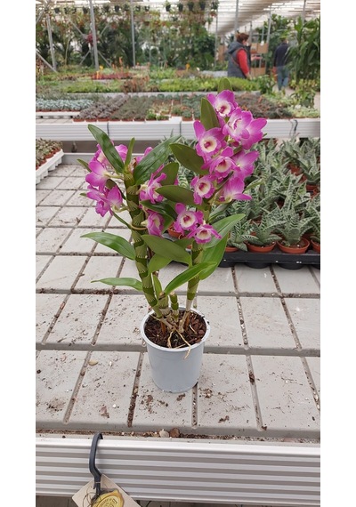 Dendrobium Orkide Exclusive - Mor N11.5479